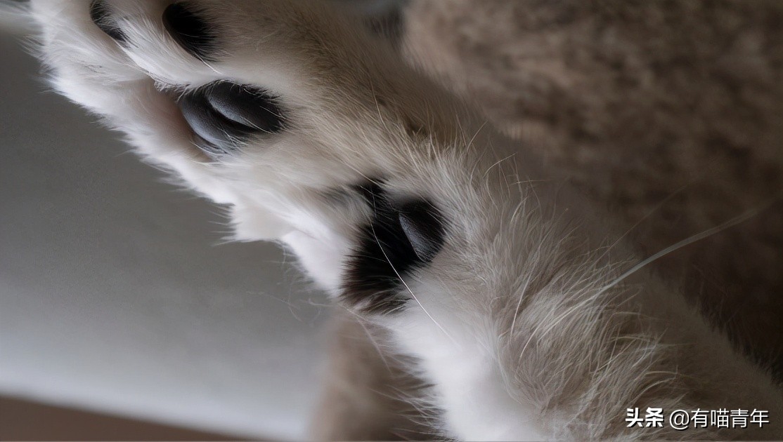 猫一天放了好几个臭屁,猫咪放的屁巨臭怎么回事