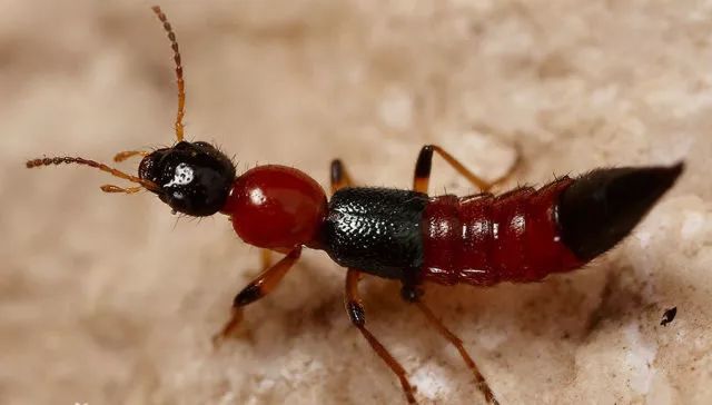 隐翅虫咬人后早期图片及症状,隐翅虫咬人后图片和症状