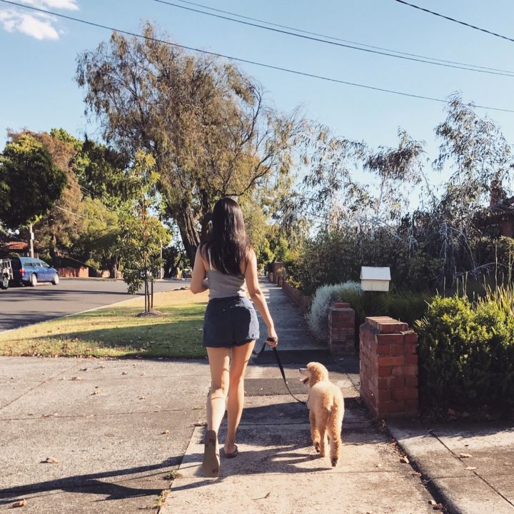 真正的泰迪犬有哪些品种,泰迪犬的潜力有哪些