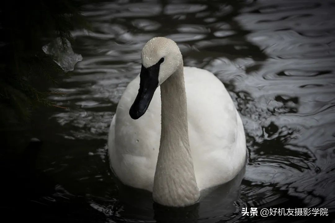 索尼全画幅适马和腾龙怎么选,腾龙和适马镜头哪个适合索尼微单