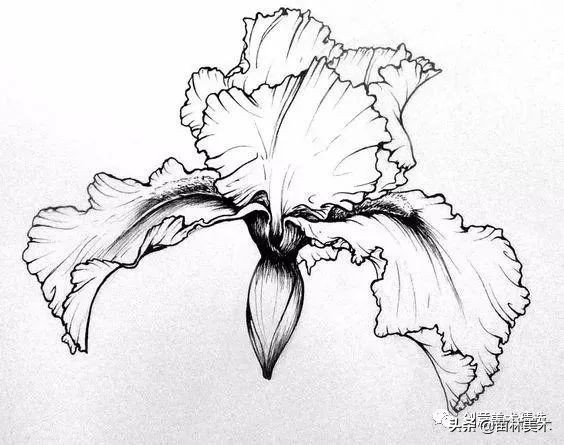 工笔花卉线稿和色稿,花卉白描线稿