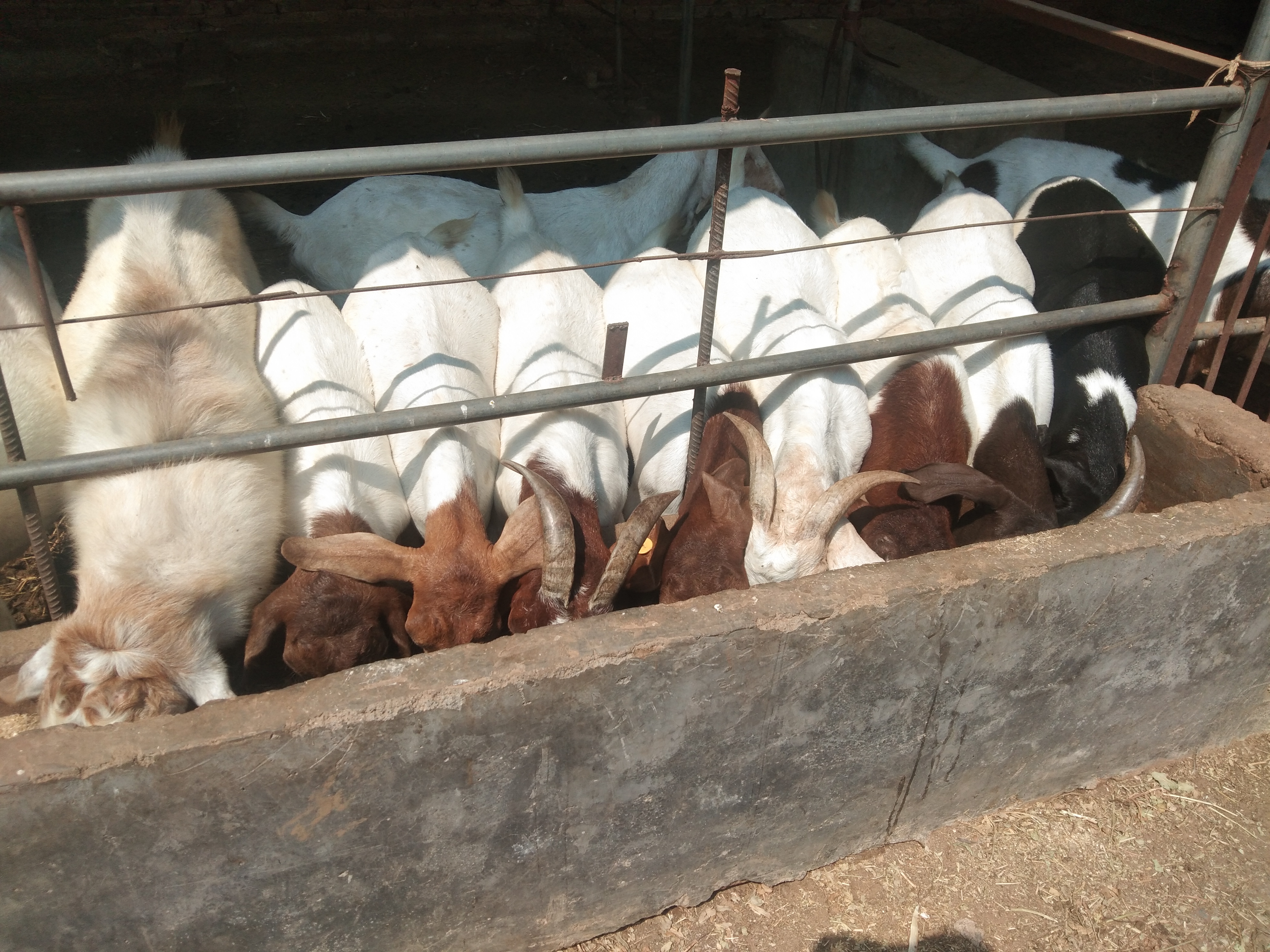 母羊不发情的几种人为因素，这样的情况完全可以避免