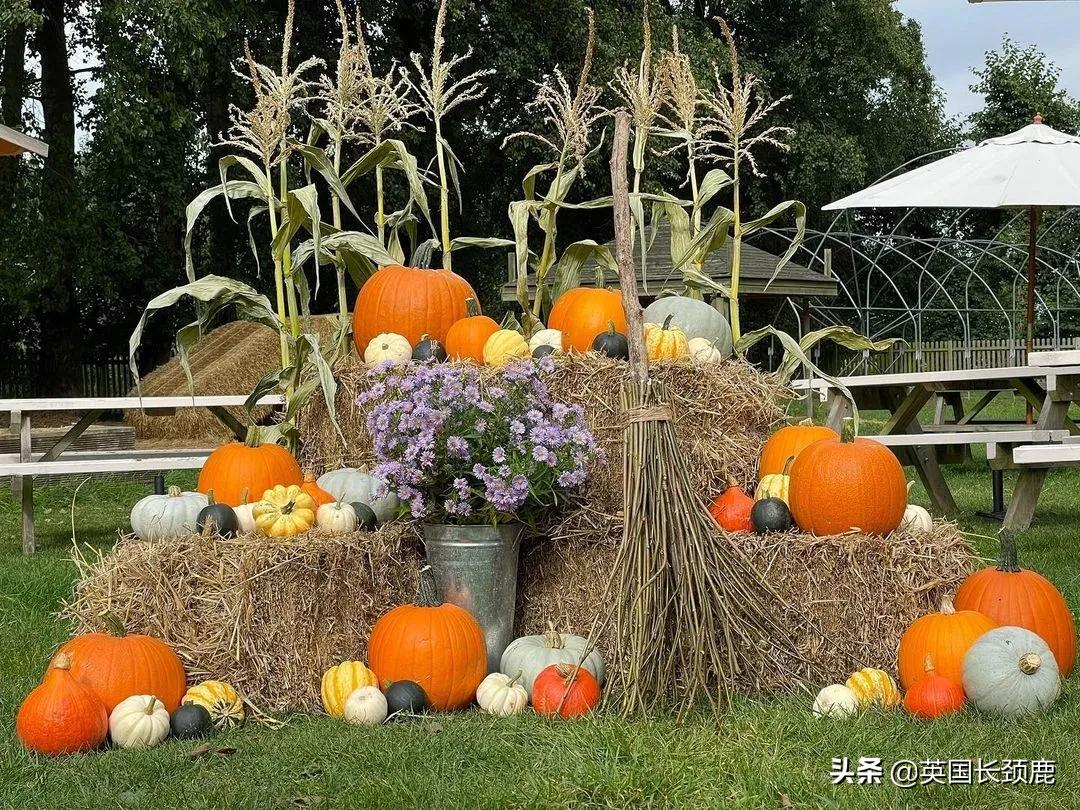 南瓜大作战攻略,南瓜大作战有几个地点