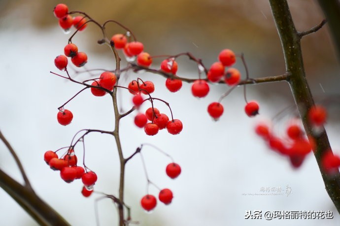 整个冬天都挂着的小红果，迷你山楂“冬果王”｜植物笔记