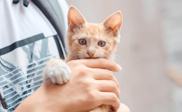 1000买猫，6000医，当你准备养猫时，坑就已经挖好了