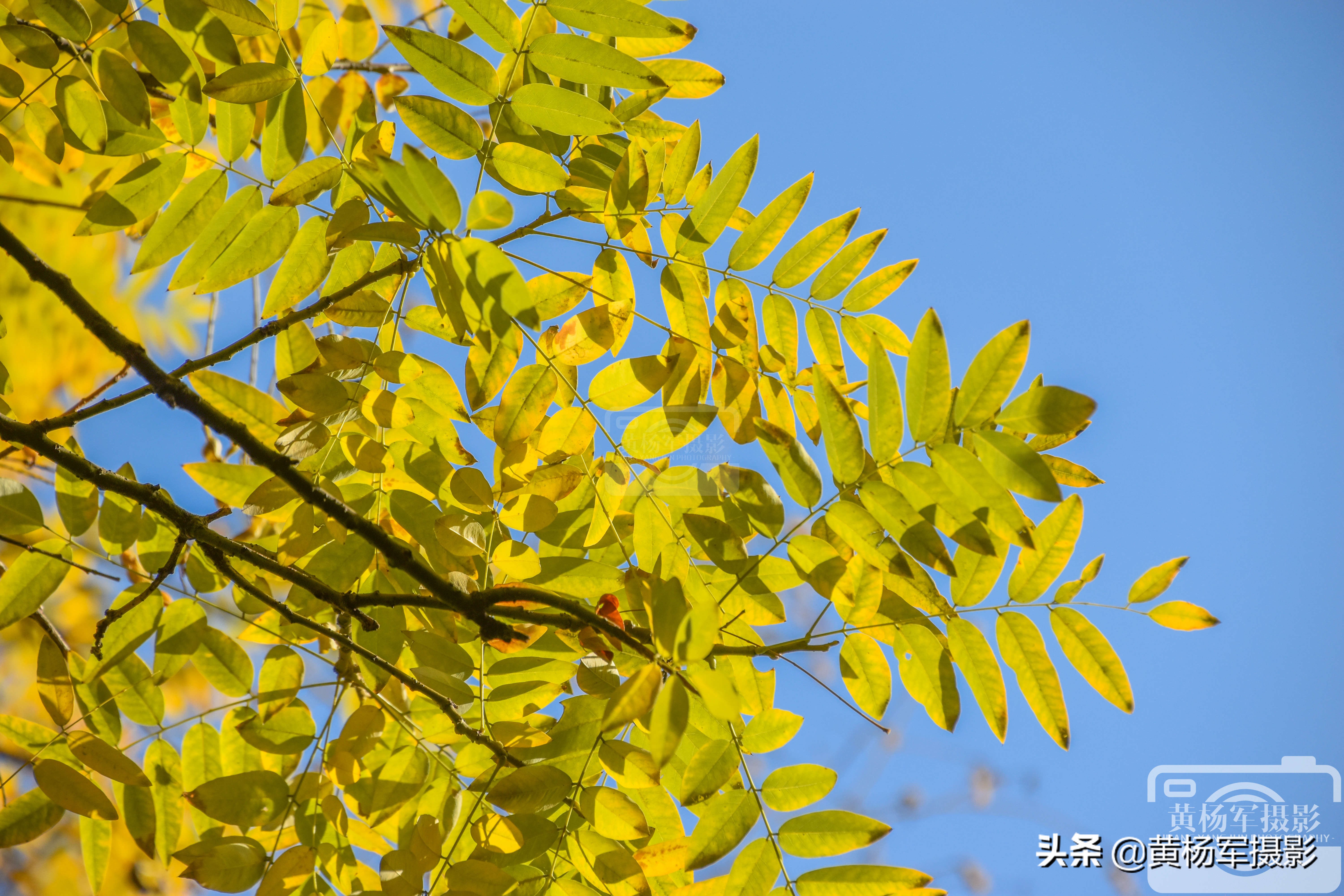 阳光下金灿灿的银杏叶,阳光下金黄的银杏叶
