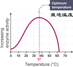 病毒感染后为什么产生炎症,病毒感染为什么会转成细菌感染