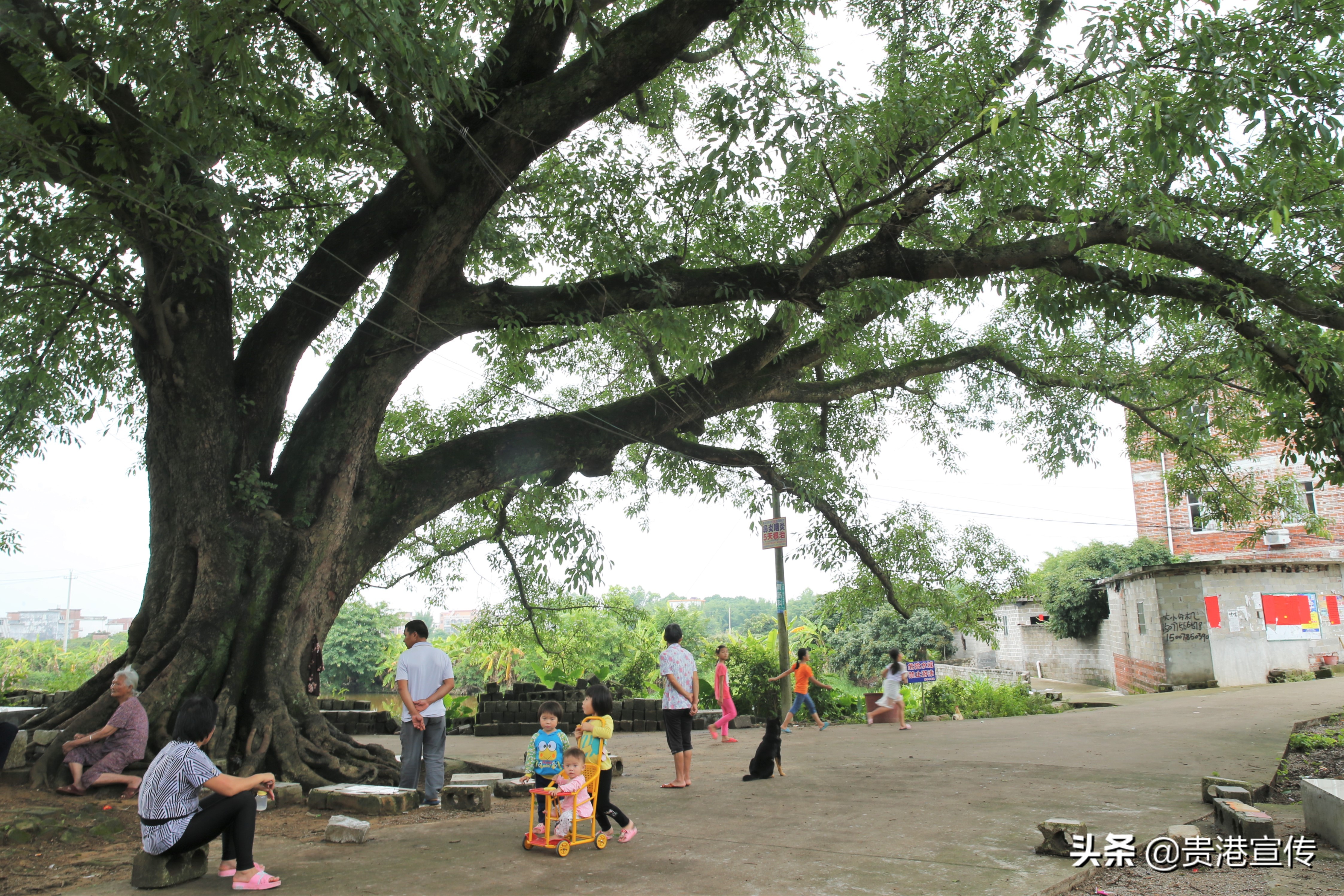 水清岸绿河畅景美珠海,水清岸绿河道