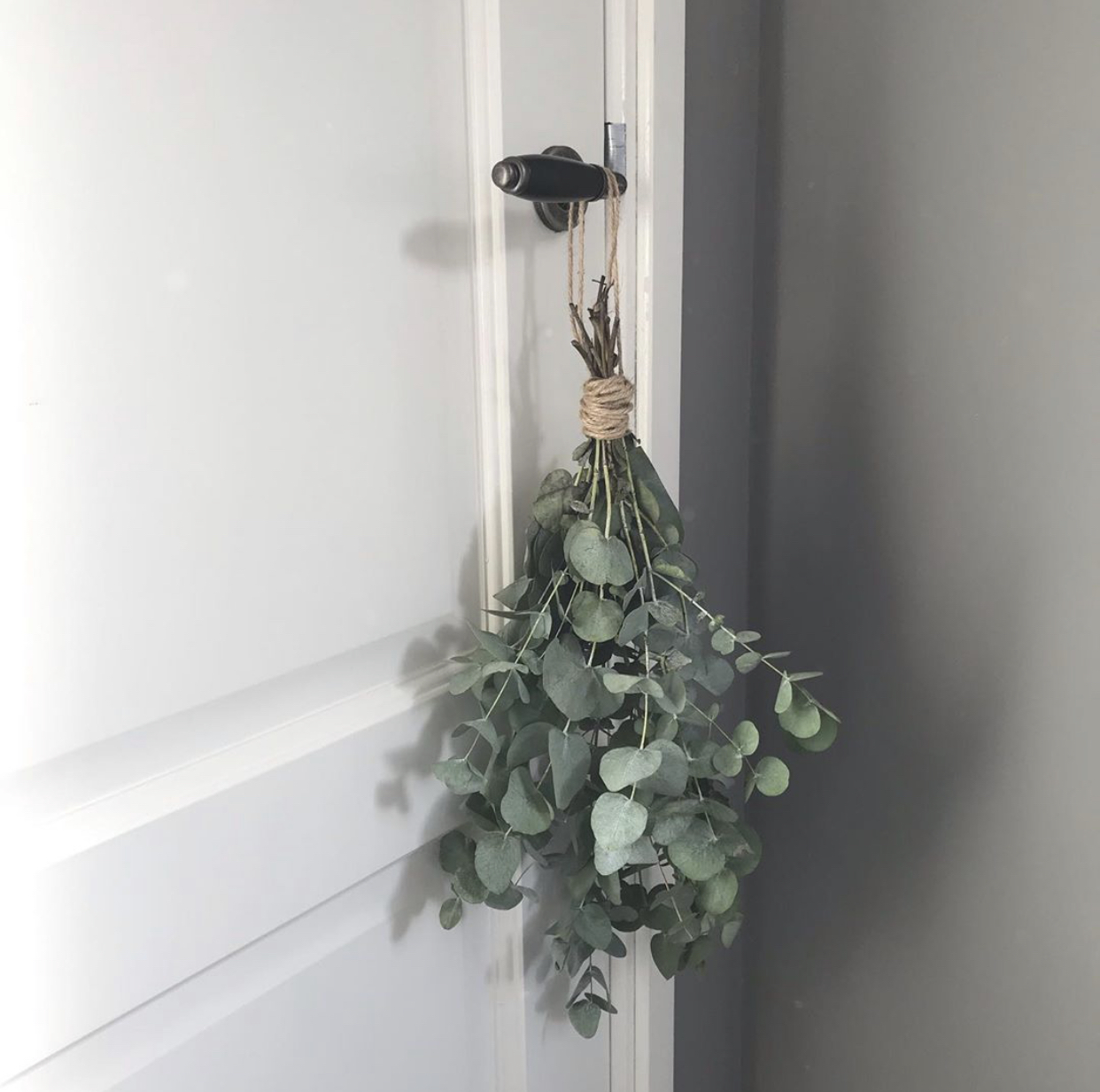 尤加利叶如何养长久,尤加利叶子怎么才会更香