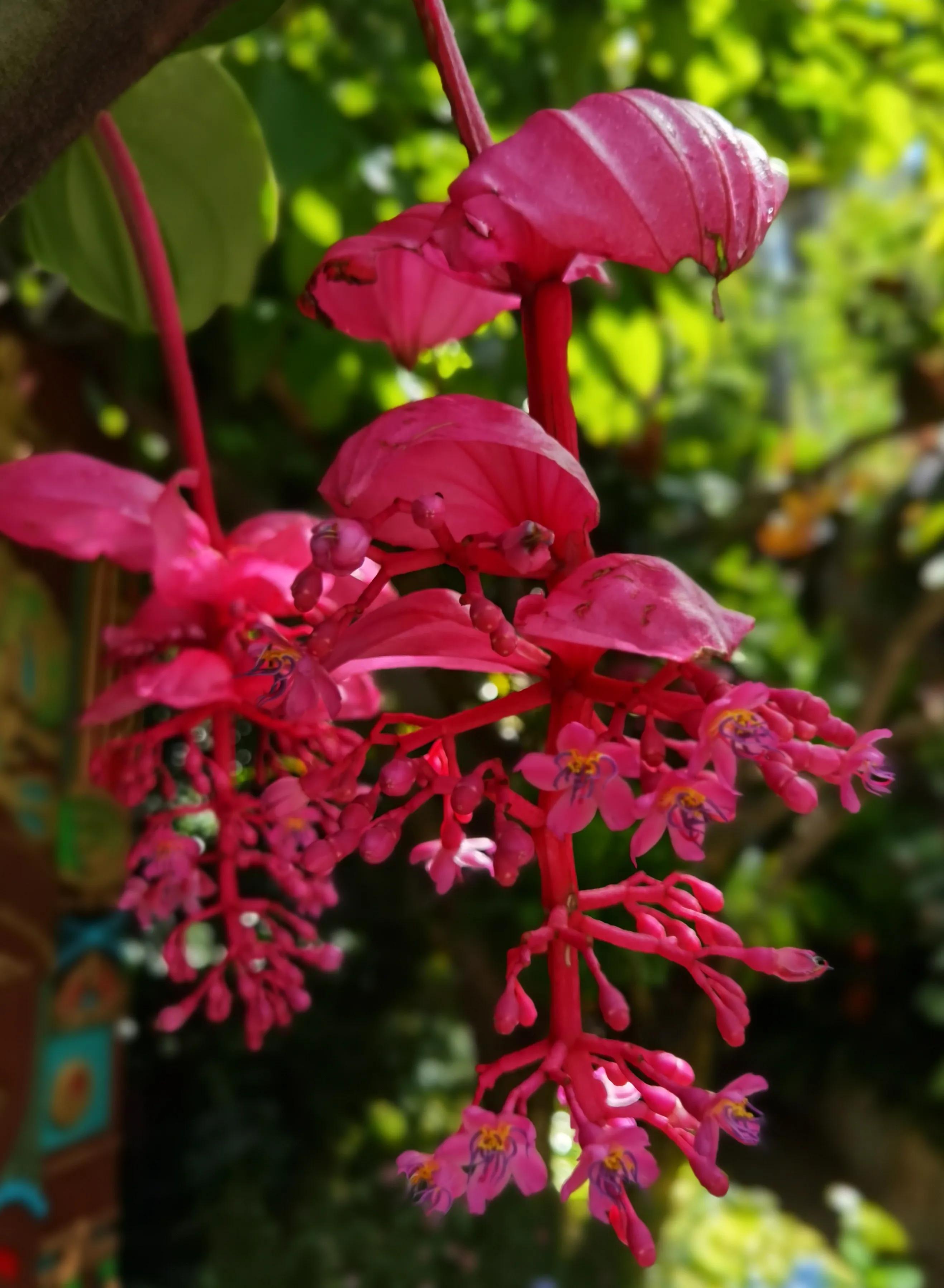 关于崇明花博会,崇明花博会全程花景