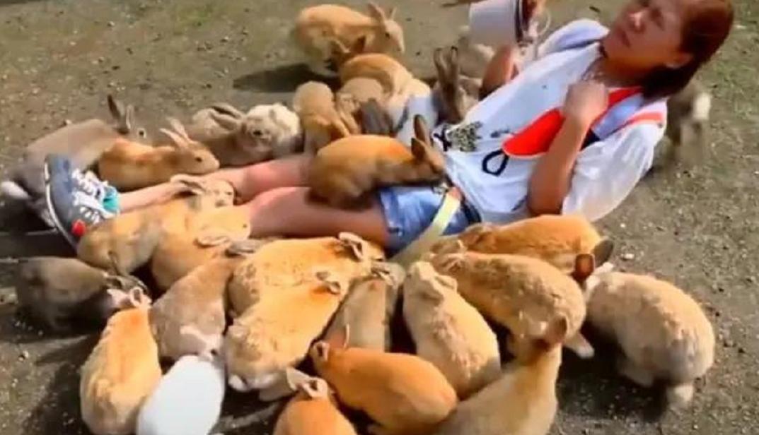 澳大利亚兔子成灾是怎么解决的,澳大利亚兔子成灾老梁纪录片