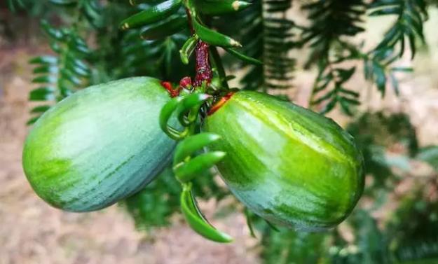 诸暨特产香榧营养价值,香榧果有哪些营养价值