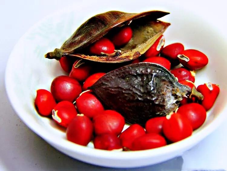 红豆是种子吗还是果实,红豆相思豆长什么样