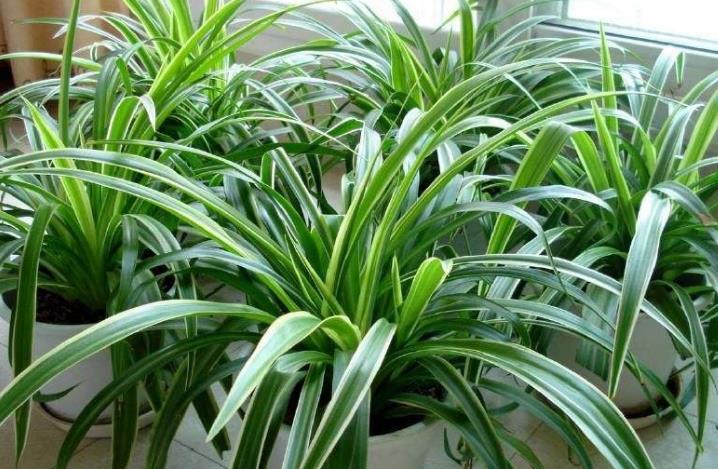 盆栽花卉的根系长满盆怎么办,花卉长不高怎么回事