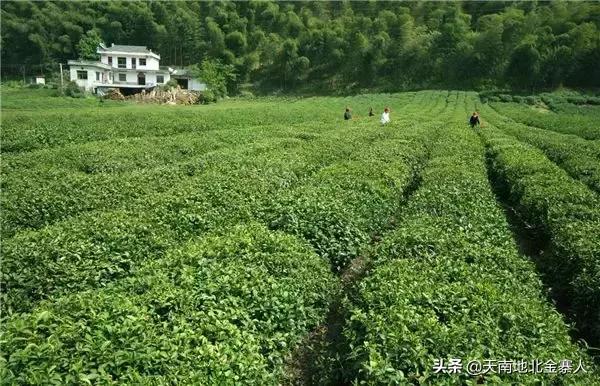 五百里茶谷,五百里茶谷图片