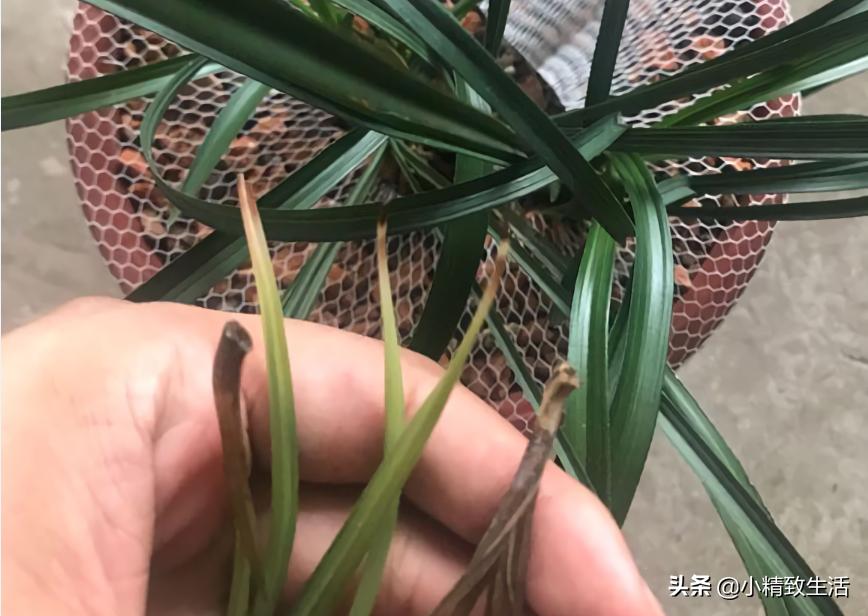 兰花用多菌灵注意什么,兰花生病可以用多菌灵