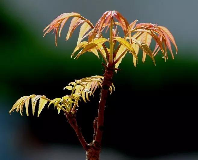 北京这个学校很“火”!坐拥3大花园、果园、动物园,集美貌与知识于一体!