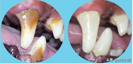 法斗身体臭怎么解决,法斗身上臭烘烘的怎么办