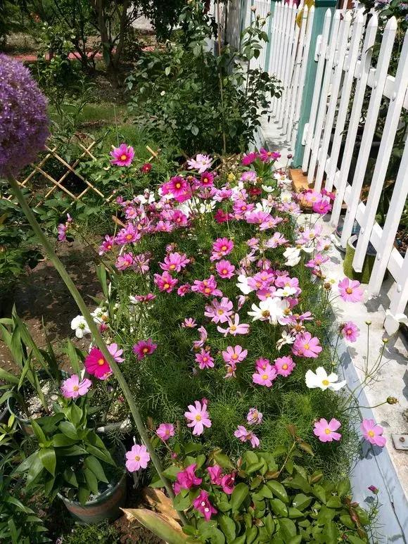 花儿养不好一定要学会这几招,花儿总是养不活