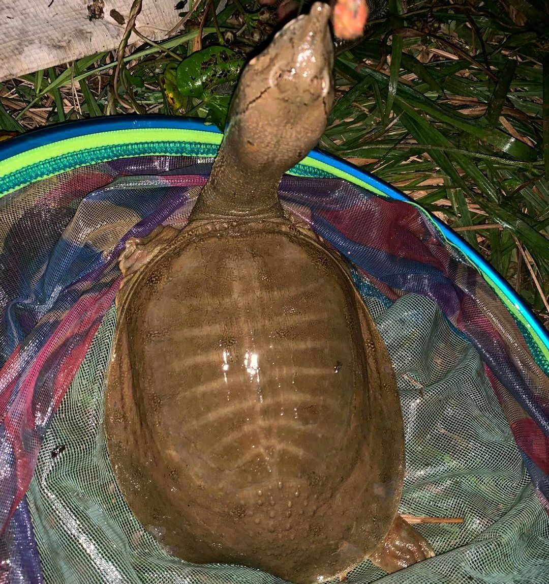 閲庨挀閲庣敓鐢查奔鏂规硶,閲庨挀鐢查奔楂樻晥绉樻柟
