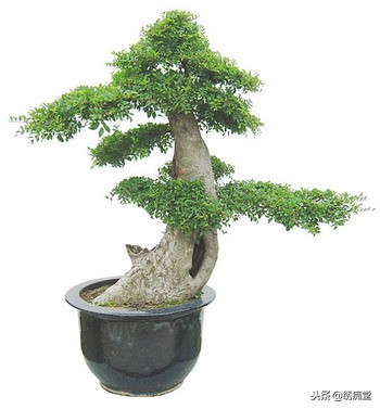 丛林式盆景欣赏,盆景欣赏及制作