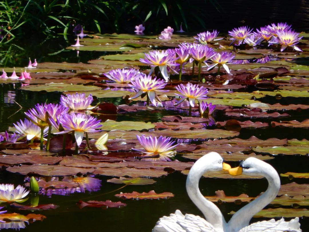 广州公园大片花海,广州哪个地铁站附近有花海