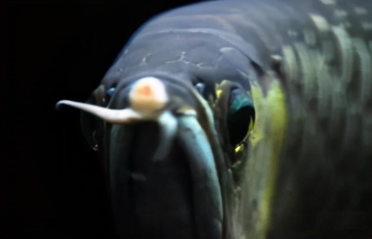 龙鱼常见疾病及治疗方法,龙鱼疾病找哪里救治