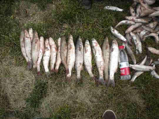 鲻鱼传统钓,鲻鱼大全