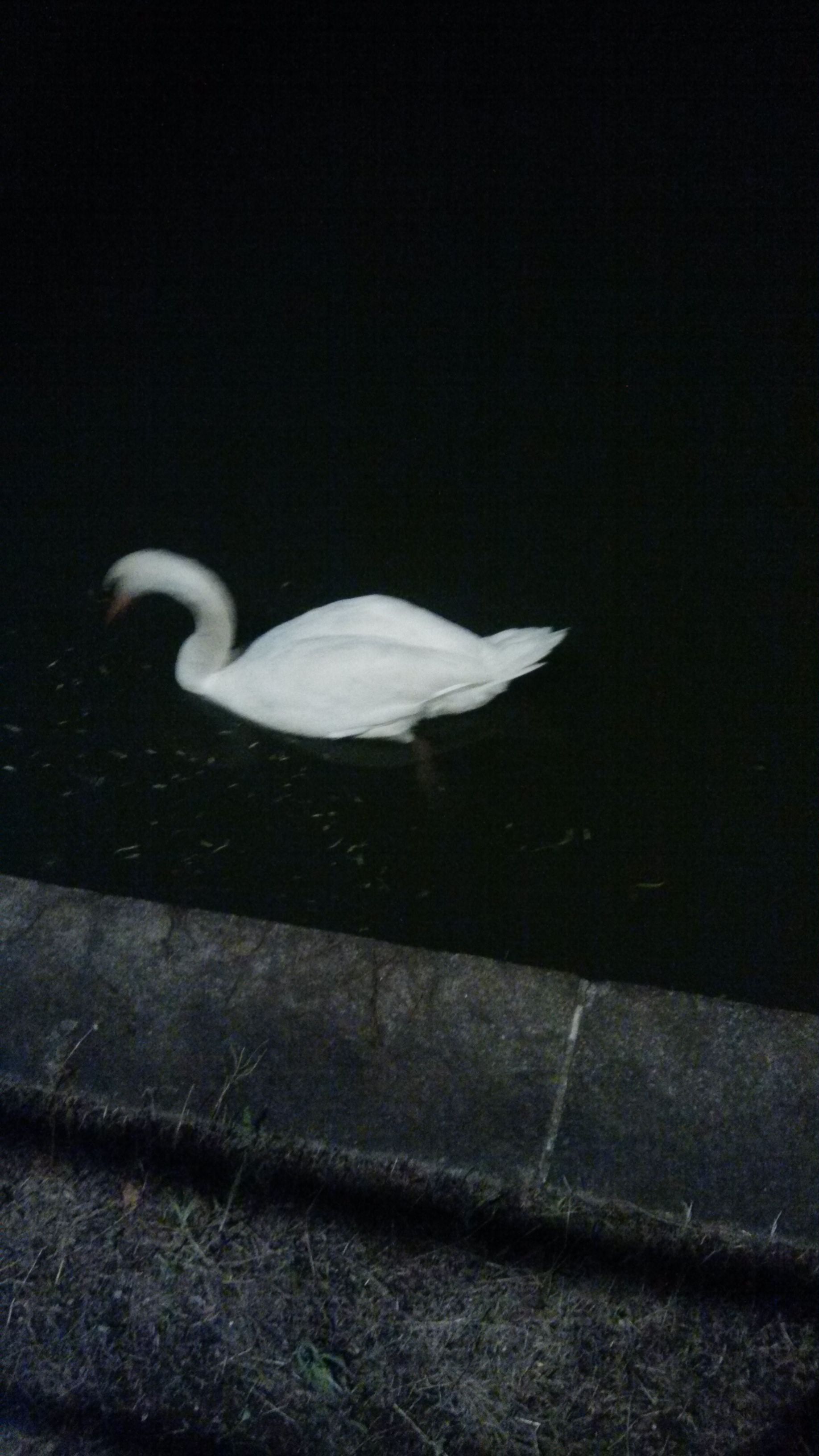 镰仓物语日本 (长江大海镰仓物语)