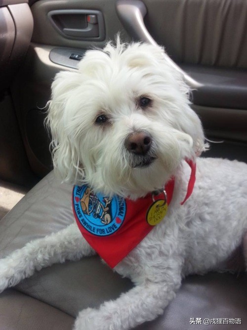 惊！狗狗真的可以“治病”，这类辅助犬做到了