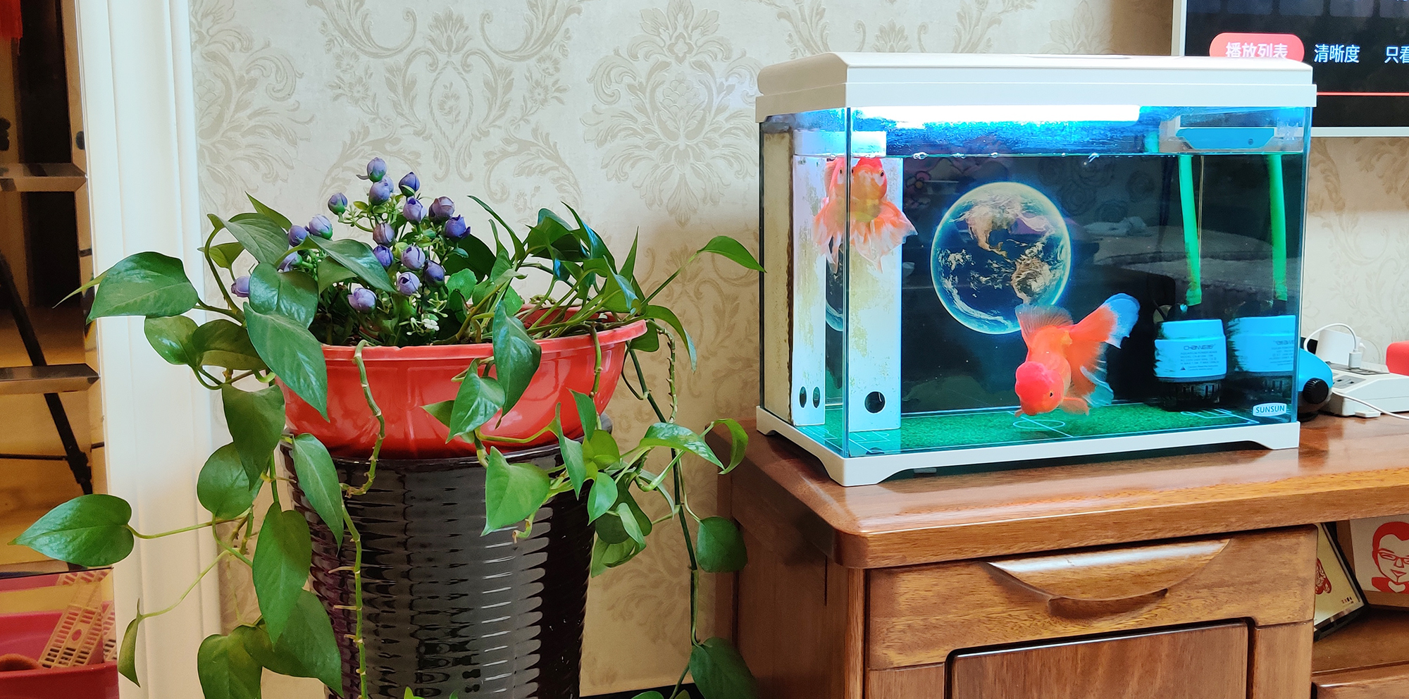 养鱼不死鱼的技巧和方法,养鱼不死鱼的三个绝招收下不用谢