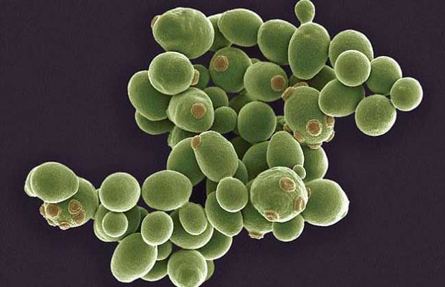 猫咪拉肚子是什么原因引起的呢,两个月的猫咪呕吐拉肚子什么原因