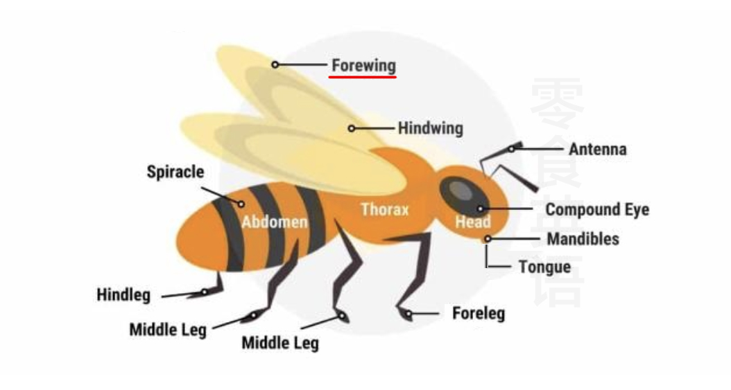 蜜蜂身体部位的英文,蜜蜂的各个部位名称