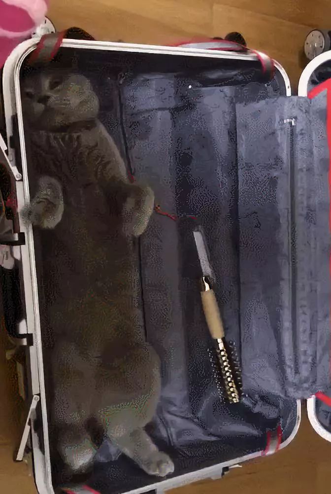 安检时猫在行李箱,安检行李箱有只猫