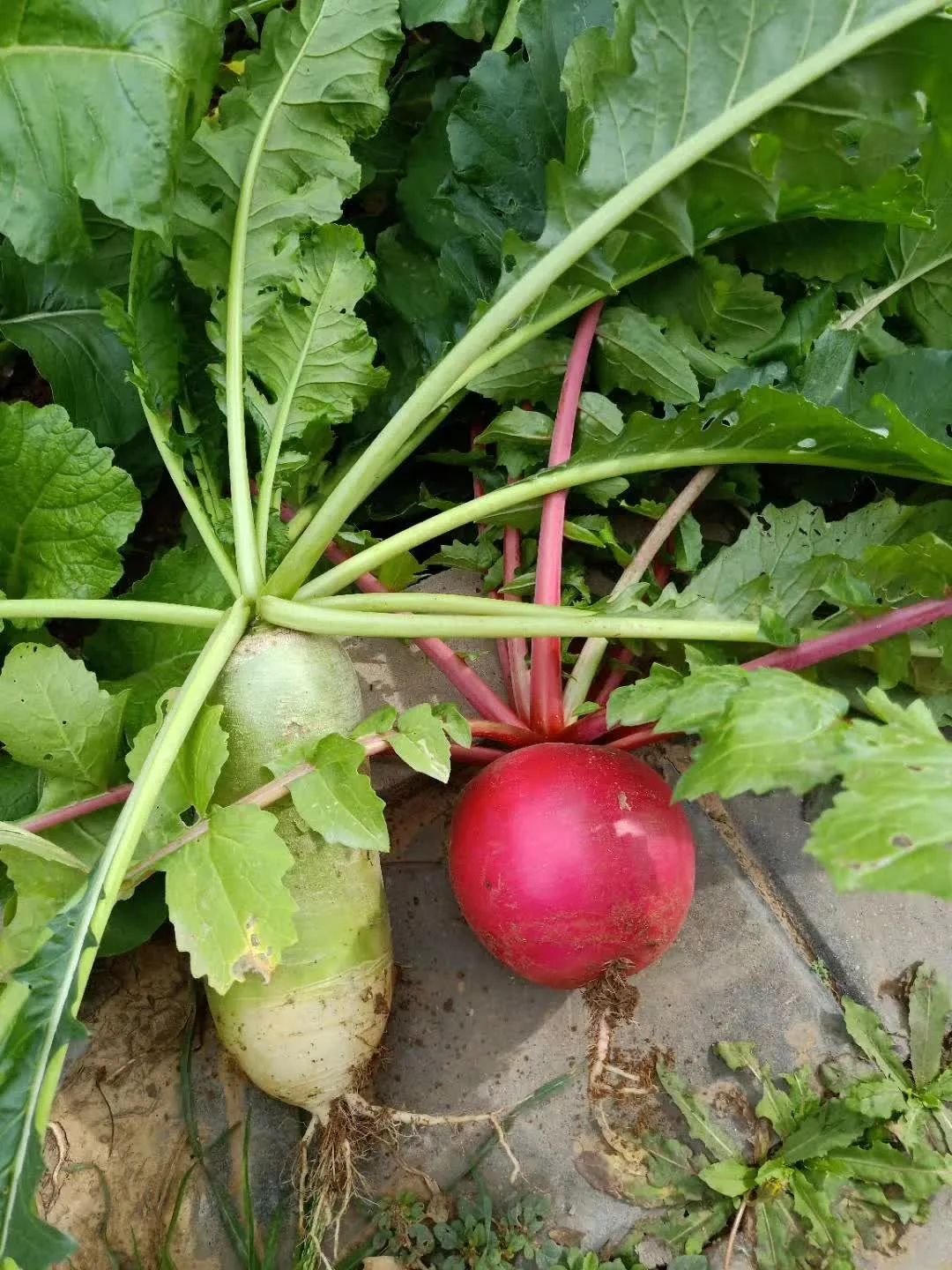 又是一年秋风起陈瑞完整版,又是一年秋风起动态曲谱