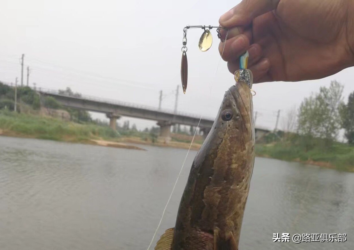 路亚黑鱼必须用雷强竿吗,路亚黑鱼有必要买雷蛙吗