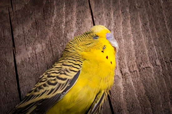 虎皮鹦鹉肝腹水,虎皮鹦鹉得肝病的症状