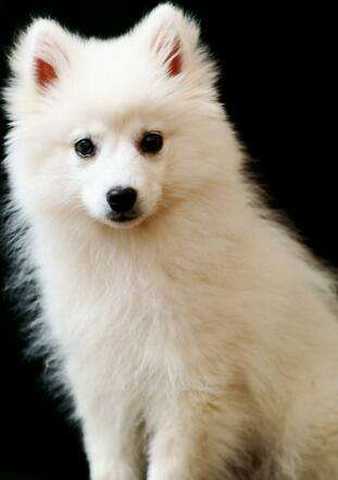 雪橇三傻之萨摩耶黑色,雪橇三傻之一萨摩耶犬