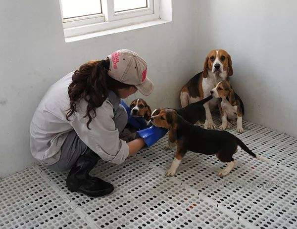 比格犬不适合新手养,拉布拉多和比格犬缺点