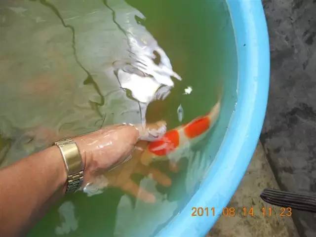 湖南最好的锦鲤养殖基地,湘潭锦鲤养殖