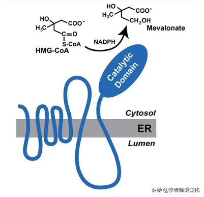 胆固醇合成酶有哪些,胆固醇合成过程进行限制作用