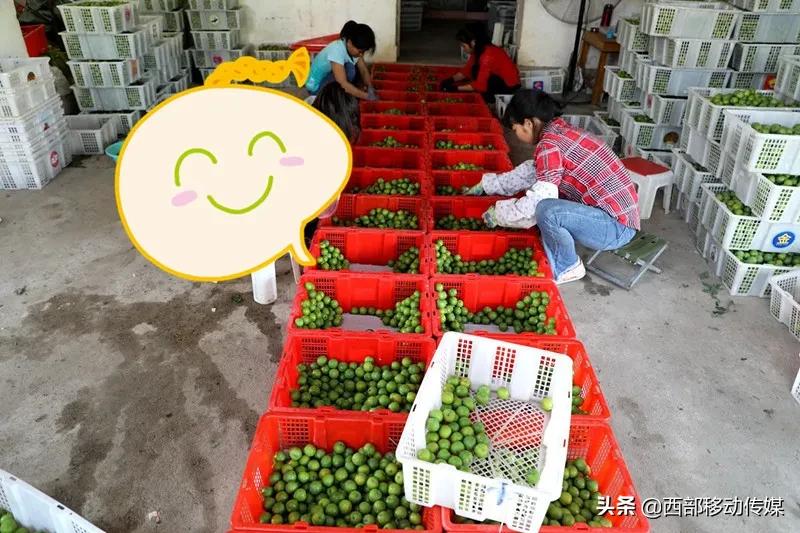 元江凉拌炸洋芋,云南拌水果怎么拌