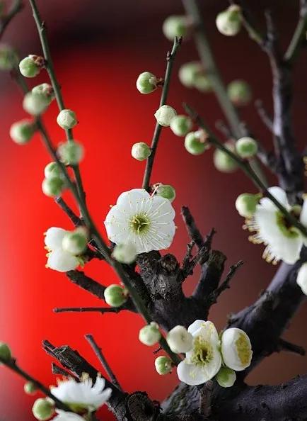 花中四君子为何是梅兰竹菊,花中四君子梅兰竹菊的顺序