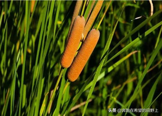 水烛香蒲农村叫什么,水烛香蒲别名