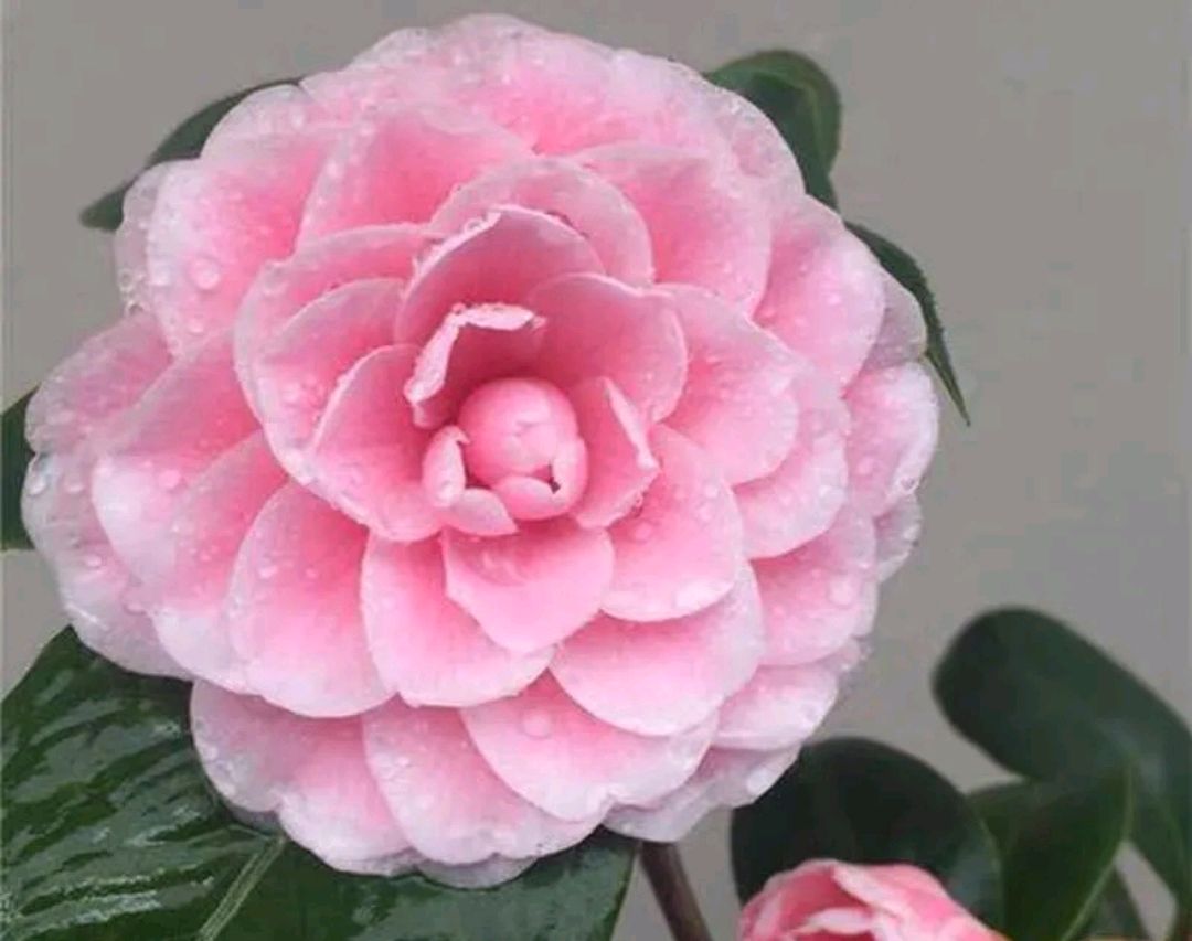 茶花种植土壤怎么配制,茶花不用原土红土栽种要注意什么