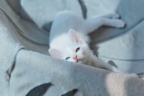 救助流浪猫被粘鼠胶,流浪猫粘鼠板救猫