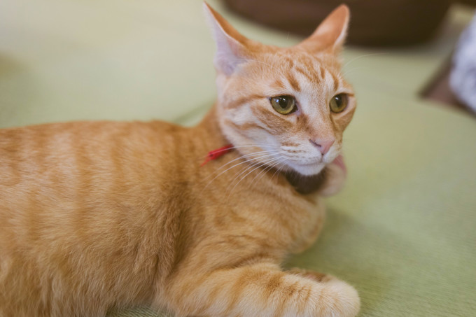 伏见稻荷大社怎么去清水寺,伏见稻荷大社到清水寺远吗