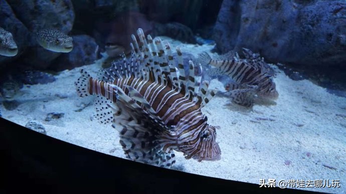 5天小长假国内飞海外,小长假出境游