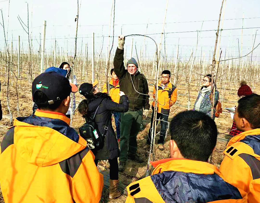 苹果快速分选,苹果分拣机的分拣流程图