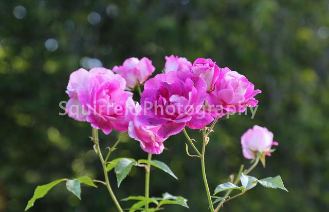 股指期货哪家杠杆高,哪家期货公司杠杆最高